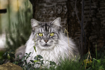 Naklejka na ściany i meble Silver Maine Coon tomcat as portrait lying in front of a tree.