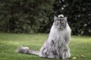 Silver Maine Coon tomcat sits on the grass.