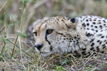 cheetah © Herbert