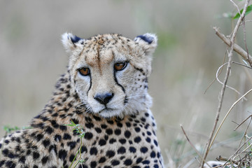 cheetah © Herbert