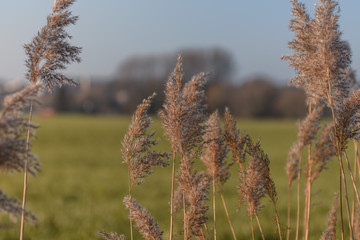 Schilf in D&auml;mmerung mit Wiese im Hintergrund