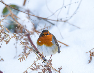 Winter robin