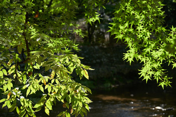 Obraz premium Maple Leaves Late In Summer