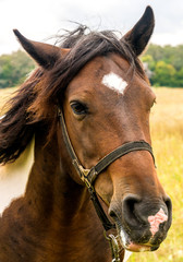 Horse close up on the pasture