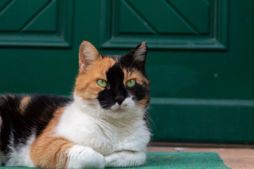 Katze genießt den Sommer