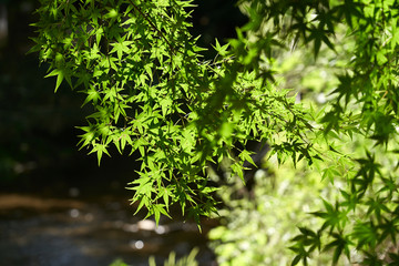 Maple Leaves Late In Summer