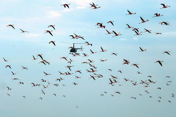 The helicopter flies through a flock of flamingos. Blue sky background. Natron Lake. Tanzania....