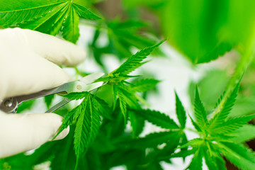 Growing marijuana. A hand in a white glove holds the leaves of marijuana.