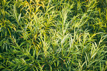 Natural background from green leaves pattern. Green leaves texture