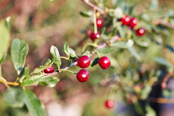 Cherry branch with red berries close-up
