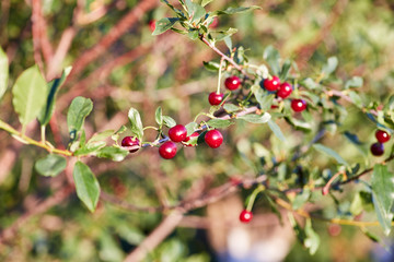 Cherry branch with red berries close-up
