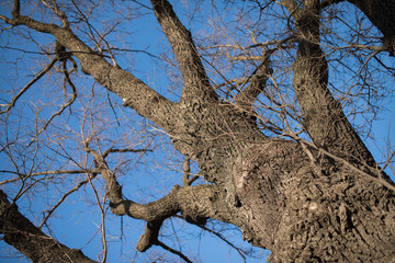 naked tree branches against the blue sky. Look up