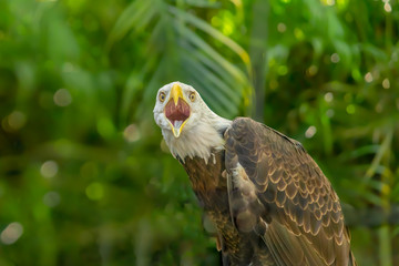 American bald eagle stairs at the camera beak open screaming.