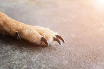 close up dog's nail on the dark floor, animal health concept.