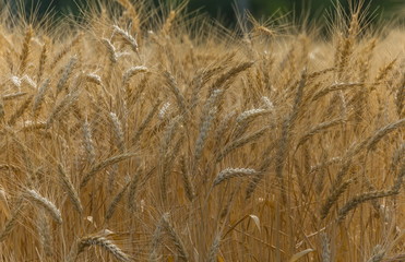 Background of wheat. Ripe wheat. Harvest of bread. Ears. A large species of ears.