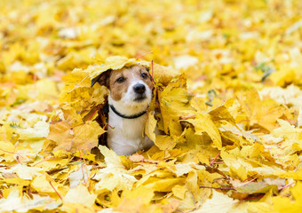 Dog lying down buried under yellow fallen autumn leaves