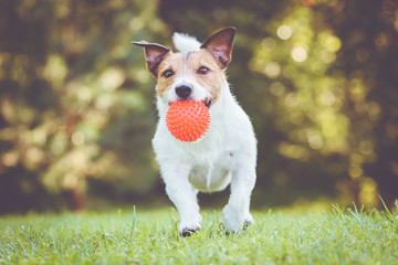 Happy pet dog running and playing fetch game with toy ball