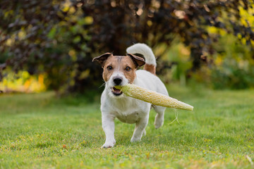 Farm dog carries cob of fresh sweet corn at sunny summer day