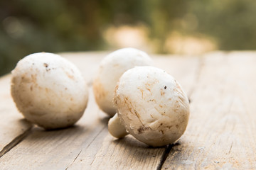 mushroom, white,food
