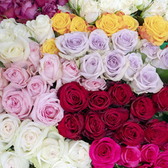 Obraz na płótnie Canvas Large multi-colored roses.