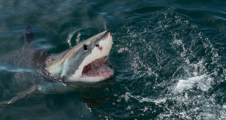 Fototapeta premium Great white shark, Carcharodon carcharias, with open mouth. Great White Shark (Carcharodon carcharias) in ocean water an attack. Hunting of a Great White Shark (Carcharodon carcharias). South Africa.