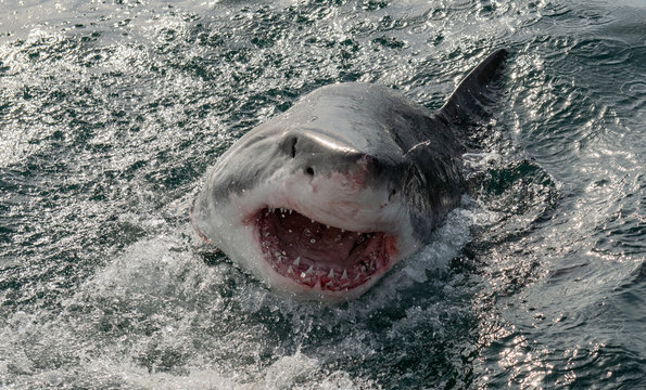 Great white shark, Carcharodon carcharias, with open mouth. Great White Shark (Carcharodon carcharias) in ocean water an attack. Hunting of a Great White Shark (Carcharodon carcharias). South Africa.