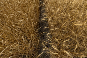 Background of wheat. Ripe wheat. Harvest of bread. Ears. A large species of ears.