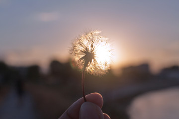 Fototapeta premium dandelion on sunset background