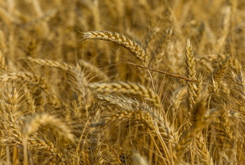 Background of wheat. Ripe wheat. Harvest of bread. Ears. A large species of ears.