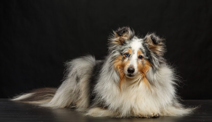 Sheltie dog on Isolated Black Background in studio