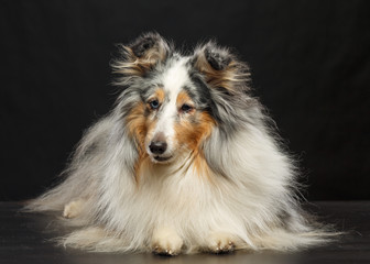 Sheltie dog on Isolated Black Background in studio