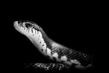 snake isolated on black background