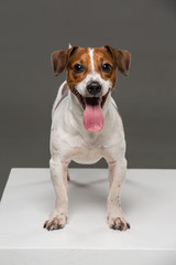 Jack Russel terrier