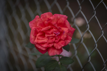 Flower of a red rose caught on a fence of a garden