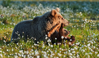 Bear cub and she-bear on the field wuith white flowers.  Adult female of Brown Bear (Ursus arctos) with cubs on the swamp  in summer forest.