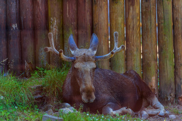 portrait of a moose in a zoo