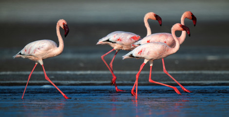 Walking Lesser flamingos Scientific name: Phoenicoparrus minor walk on the water of Lake Natron....