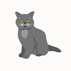 Cat breed British Shorthair face. Vector illustration.