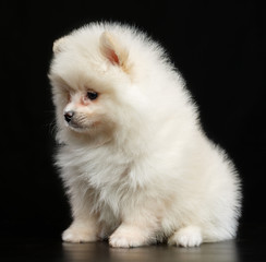 Pomeranian spitz Dog on Isolated Black Background in studio
