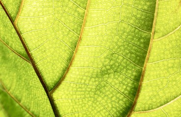 Fiddle Leaf Fig close up 