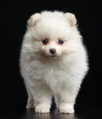 Pomeranian spitz Dog on Isolated Black Background in studio