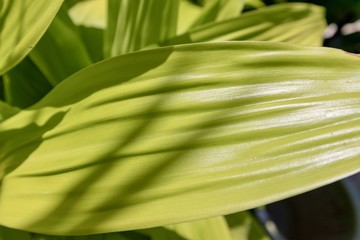 Obraz premium close up of large green leaf