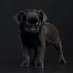 Belgian Griffon, Brussels Griffon dog on Isolated Black Background in studio