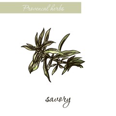 savory. natural spices and herbs. sketch on white