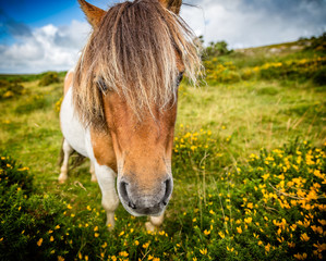 close up of wild dartmoor pony