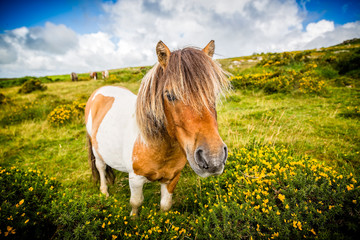 close up of wild dartmoor pony