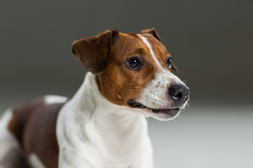 Jack Russel terrier