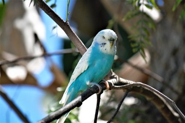 Parakeet