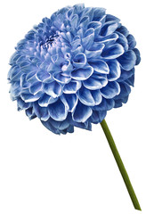 Beautiful blue dahlia flower on a white isolated background. Flower on the stem. Closeup.  Nature.