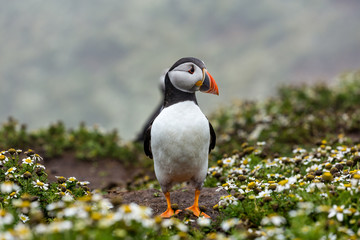 Close up of single Puffin